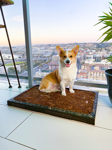 Bark Potty: All Natural Pee Pad