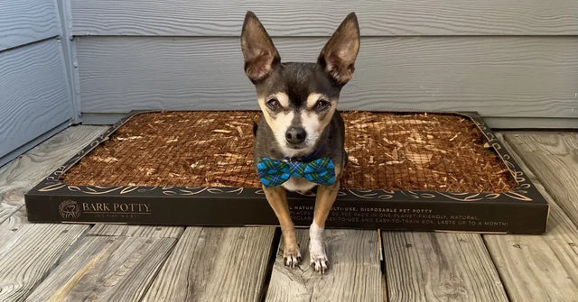 How to Transition Your Pet from Outdoor to Indoor Potty Solutions