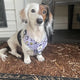 The Psychology of Potty Training: Why Dogs Prefer Natural Surfaces Like Bark