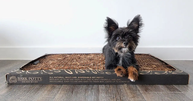 How the Bark Potty Pad Simplifies Potty Training for Apartment Dogs
