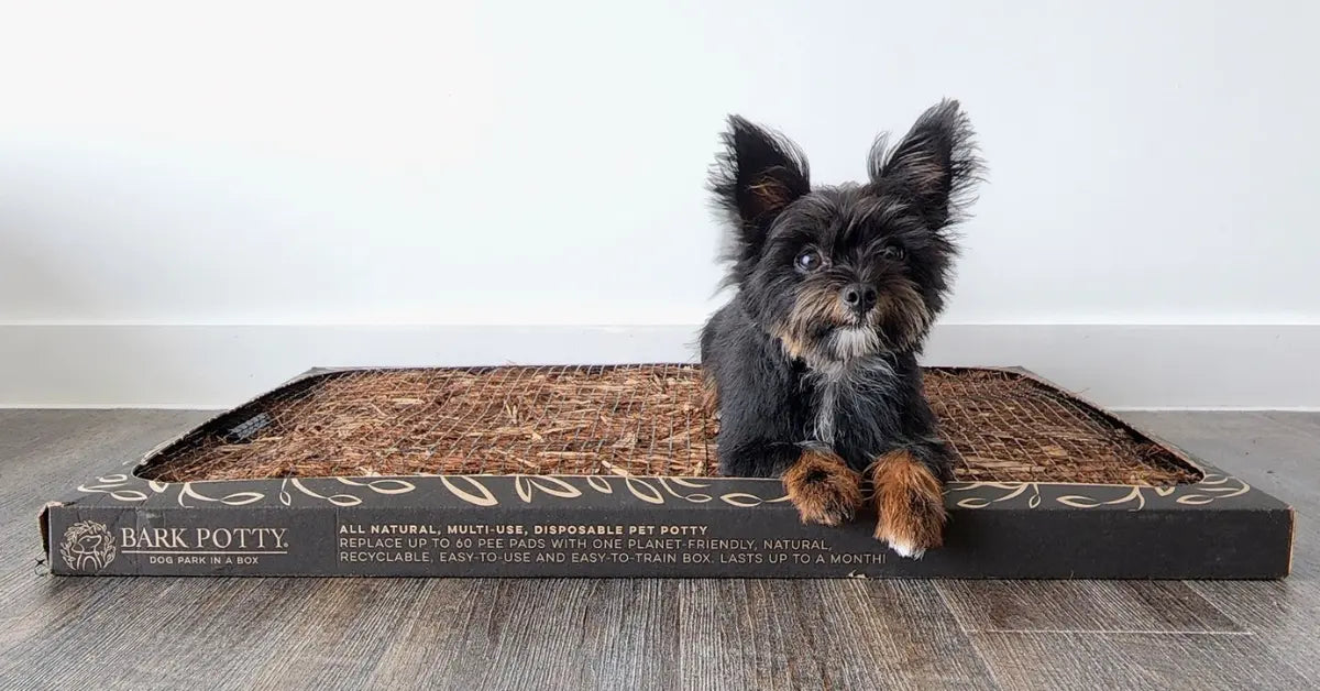 How the Bark Potty Pad Simplifies Potty Training for Apartment Dogs