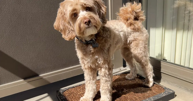 Why a Natural Bark Potty Pad Beats Plastic Pee Pads Every Time