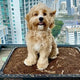 How to Set Up a Balcony Dog Potty