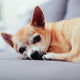 Chihuahua Health Issues