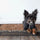 Bark-Based Pee Pads: A Sustainable Solution for Urban Potty Training