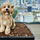 Bark Potty Pads: A Sustainable Choice for Pet Owners