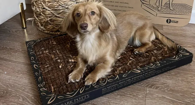 Why Bark Potty Pads Are the Ultimate Indoor & Outdoor Potty Solutions