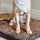 How to Set Up and Maintain a Bark Potty Pad at Home