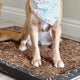 How to Set Up and Maintain a Bark Potty Pad at Home