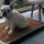 Bark Potty vs. Traditional Pee Pads: Which One Is Best for Your Dog?