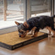 The Complete Guide to Potty Training a Dog, Indoors and Out