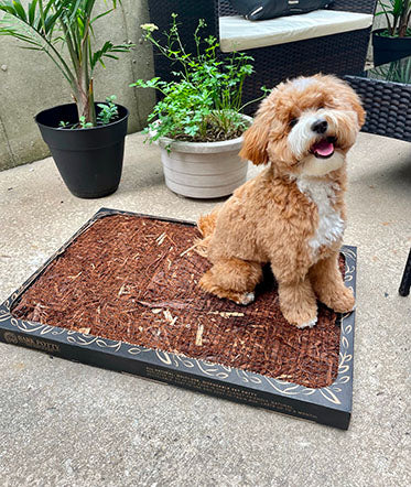 Porch Potty Outdoor Dog Toilet Area Porch Potty Outdoor Dog Pee