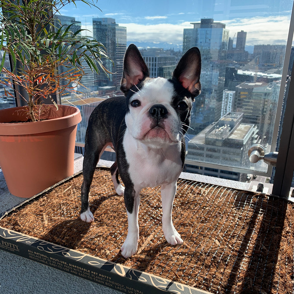 A Boston terrier standing on a Bark Potty on a high-rise balcony