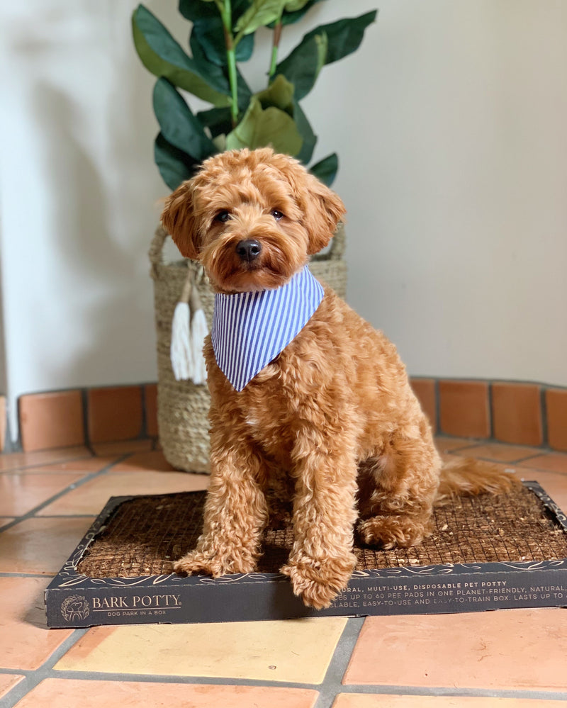 Your dog takes to it naturally.