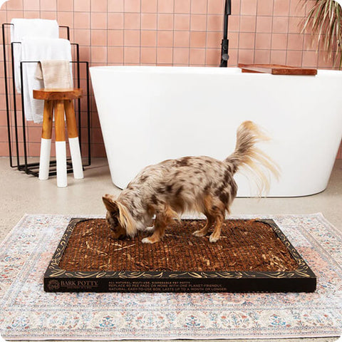 A small merle-coated dog sniffing a Bark Potty indoor potty for dogs placed on a rug inside a bathroom.