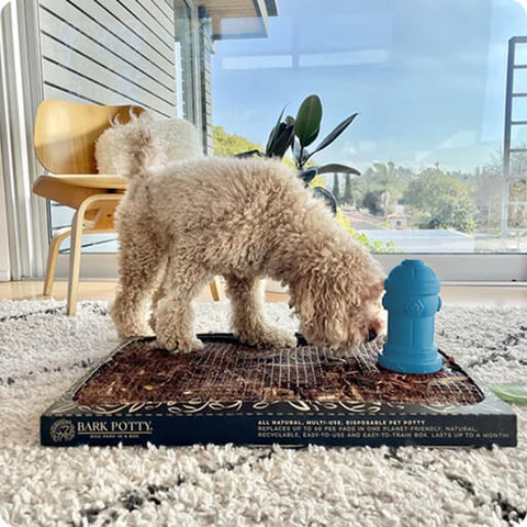 A small curly-coated dog sniffing a toy hydrant on a standard Bark Potty indoor dog potty in a sunlit living room.