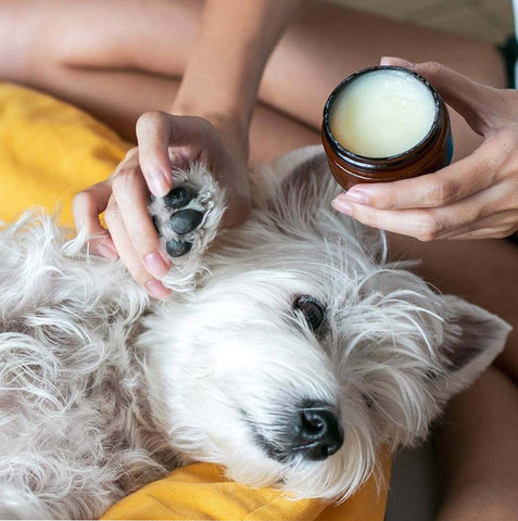 Ollie & Co Natural Dog Paw Balm